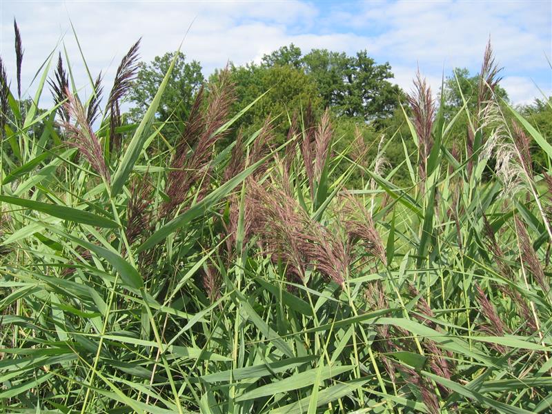 La roselière