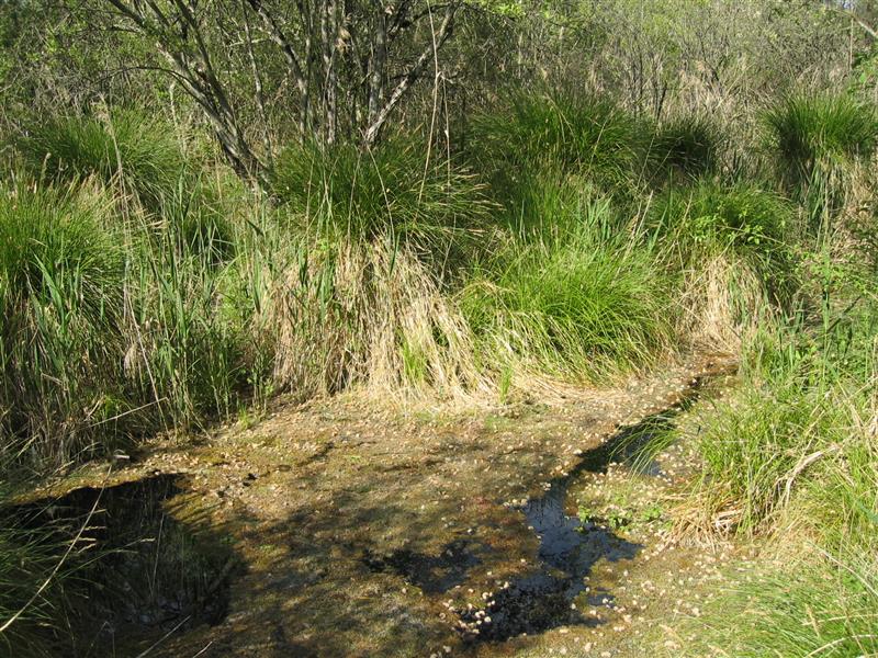 La source de la Gourgue