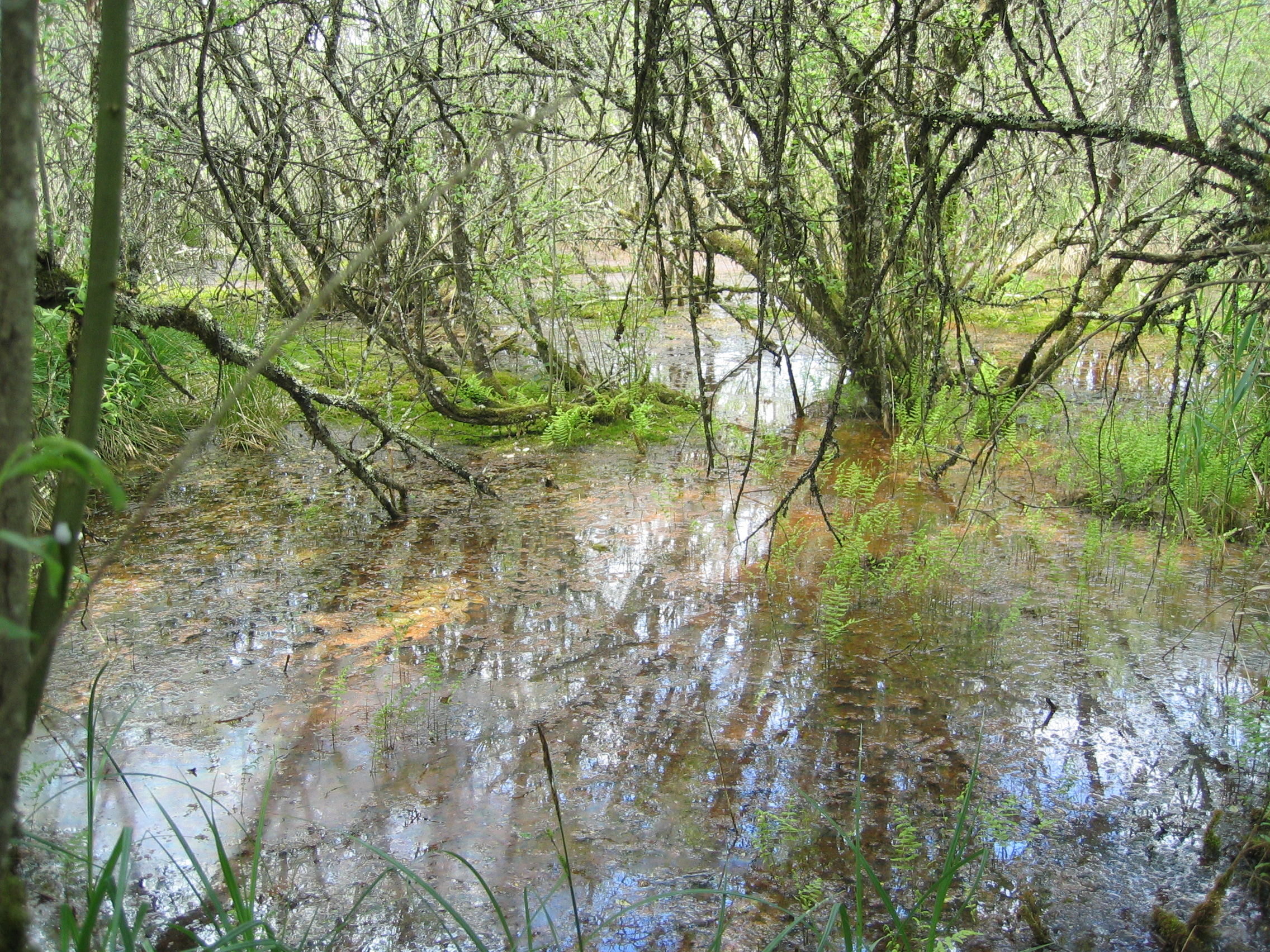 8405398_bois_humidejpg