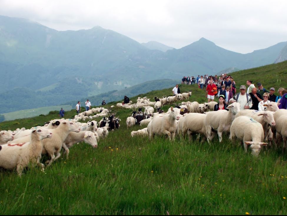 8529116_5-_arrivee_de_la_transhumance_au_lioran__pnrcqjpg