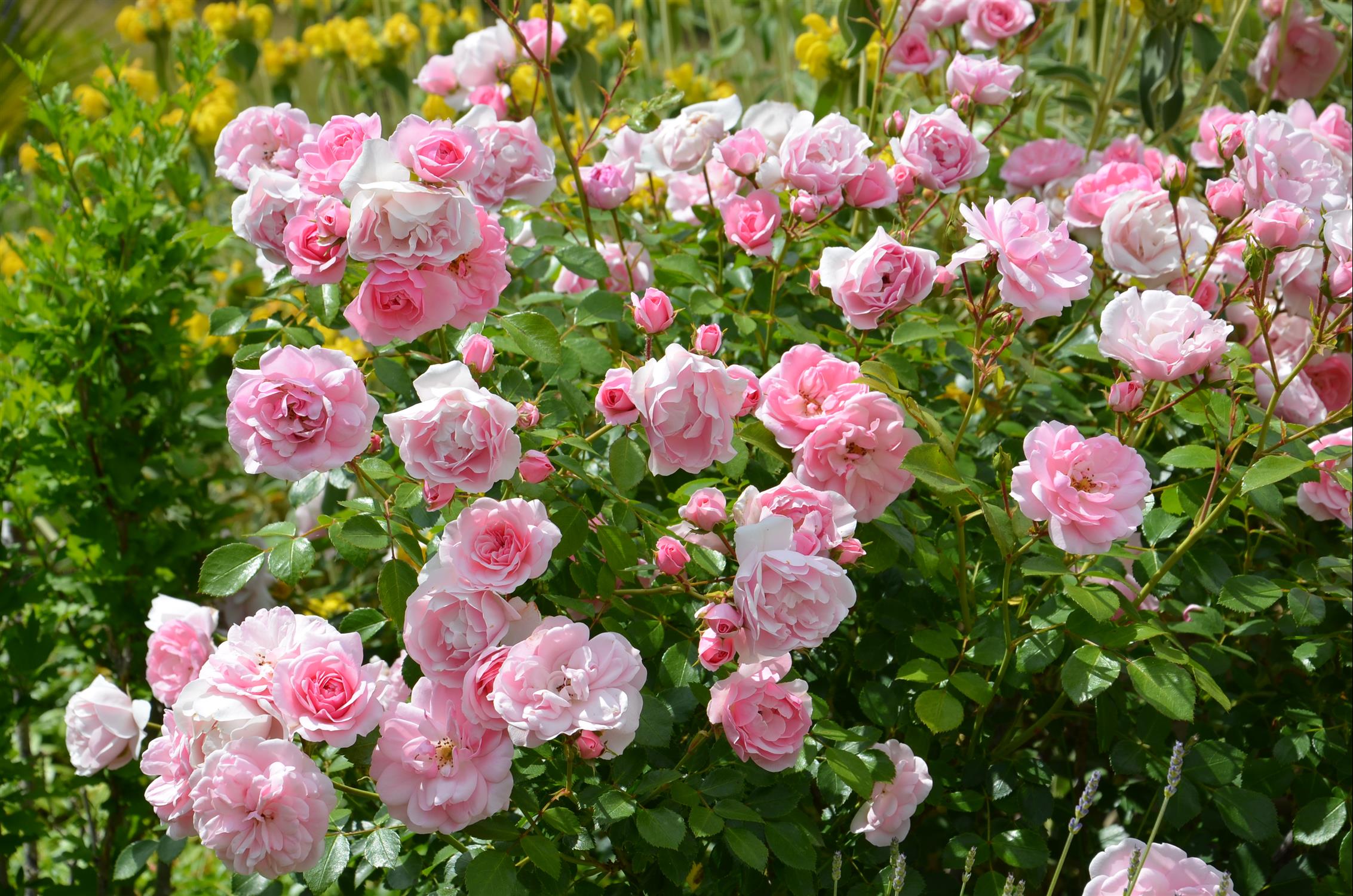 Les Gîtes du Rigaudou - Durocher, Saint-Denis-lès-Martel - photo 27