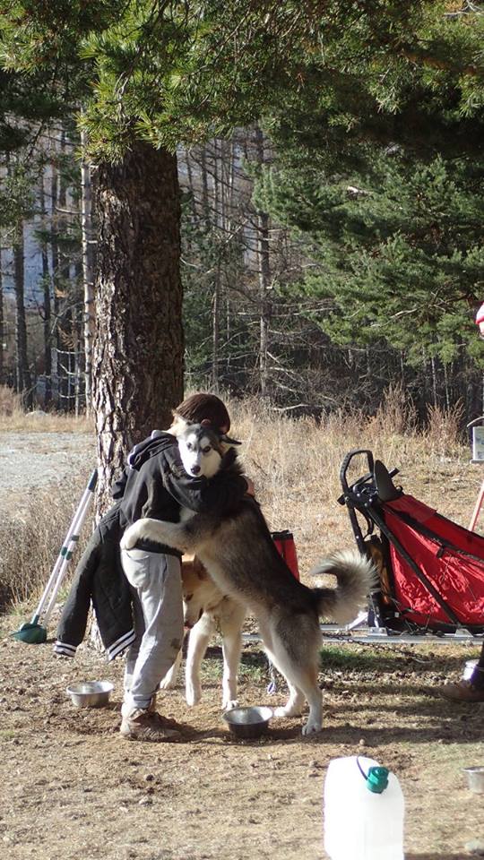 Terre Inukshuk - Cani-Randonnée et visite de Chenil, Laburgade - photo 12