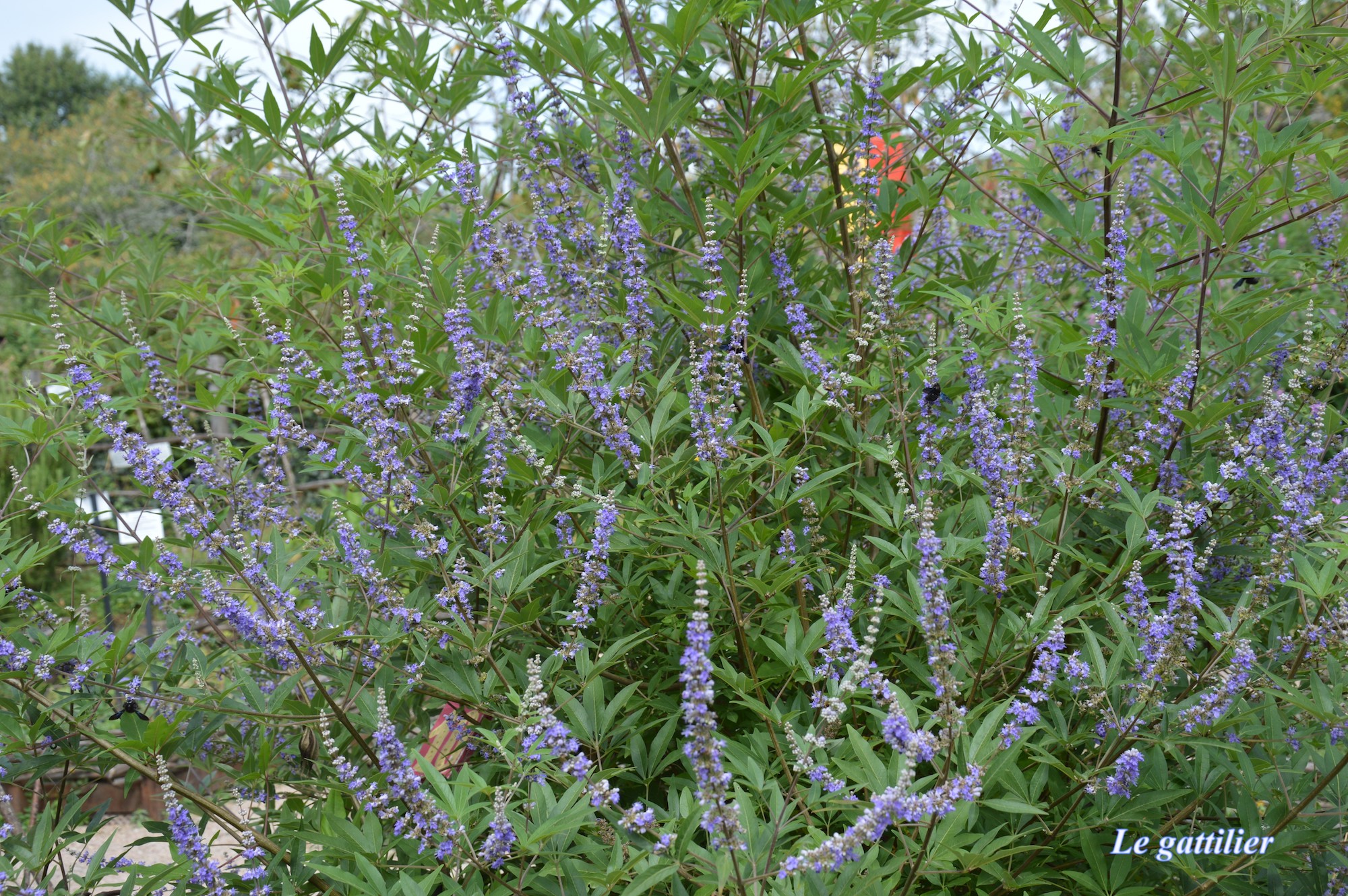 Jardin Médiéval, Cardaillac - photo 12