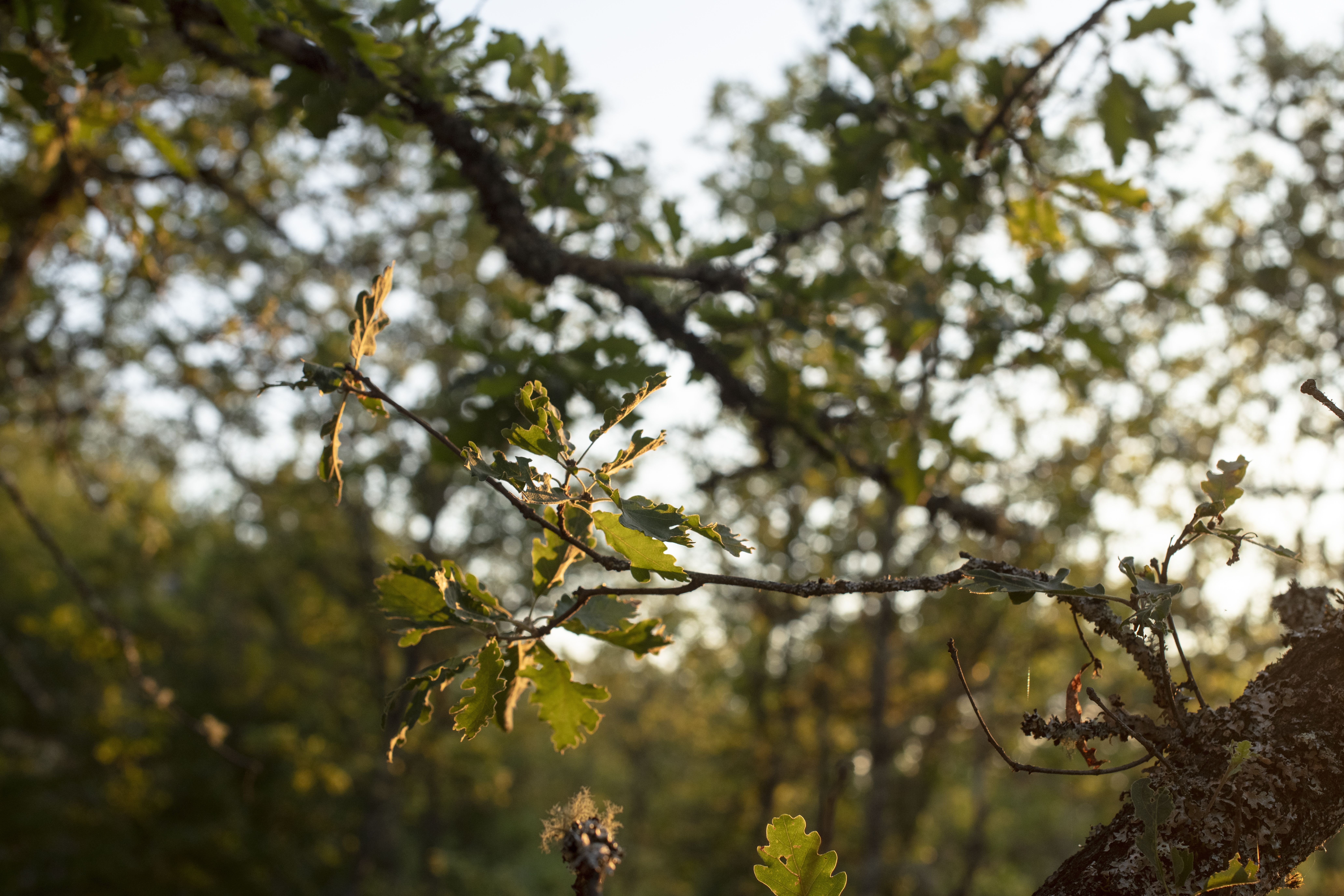 Les Lodges du Quercy, Les Pechs du Vers - photo 2