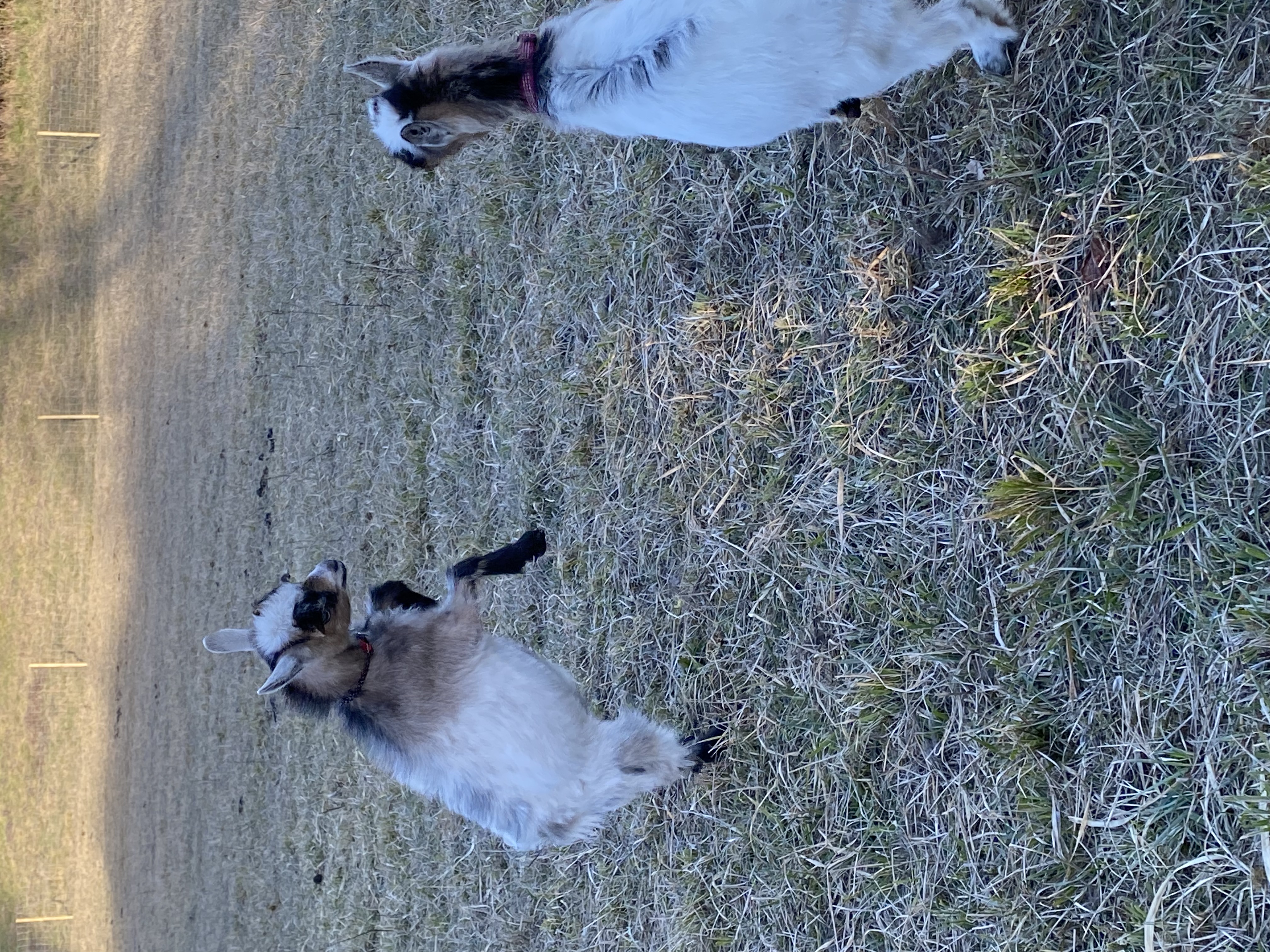 Gîte Kandinsky 8 personnes - Mas d'Huleya, Montdoumerc - photo 17
