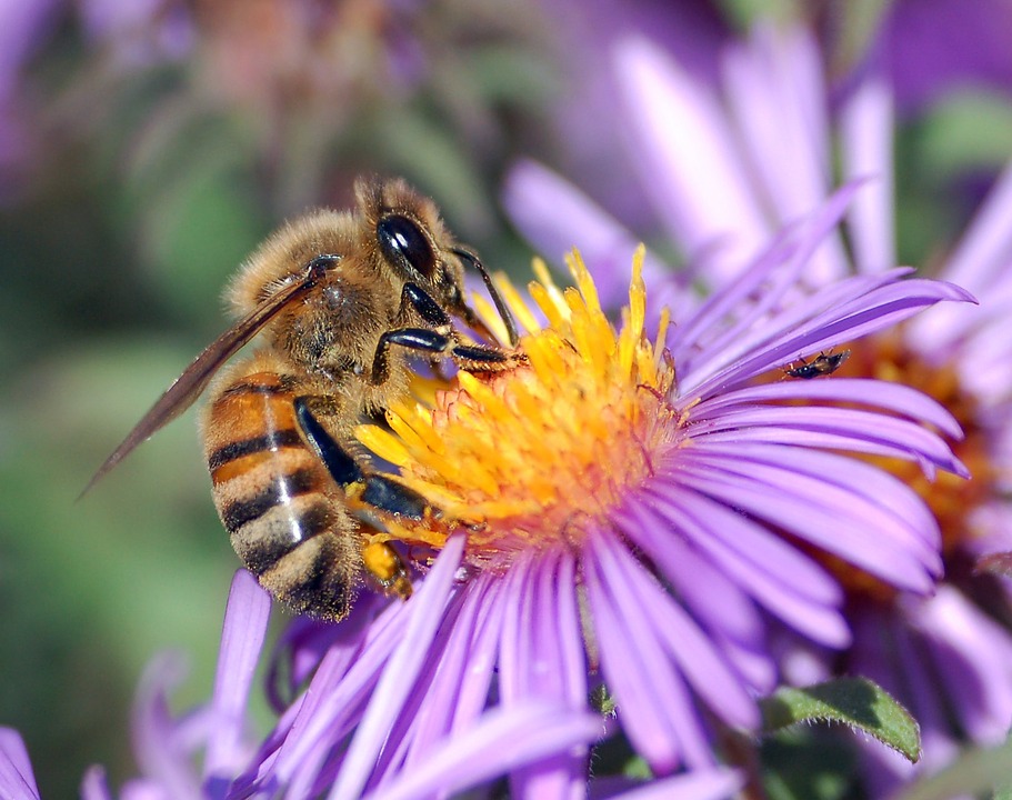 Fête du miel, de l'abeille et de la biodiversité — visuel événement