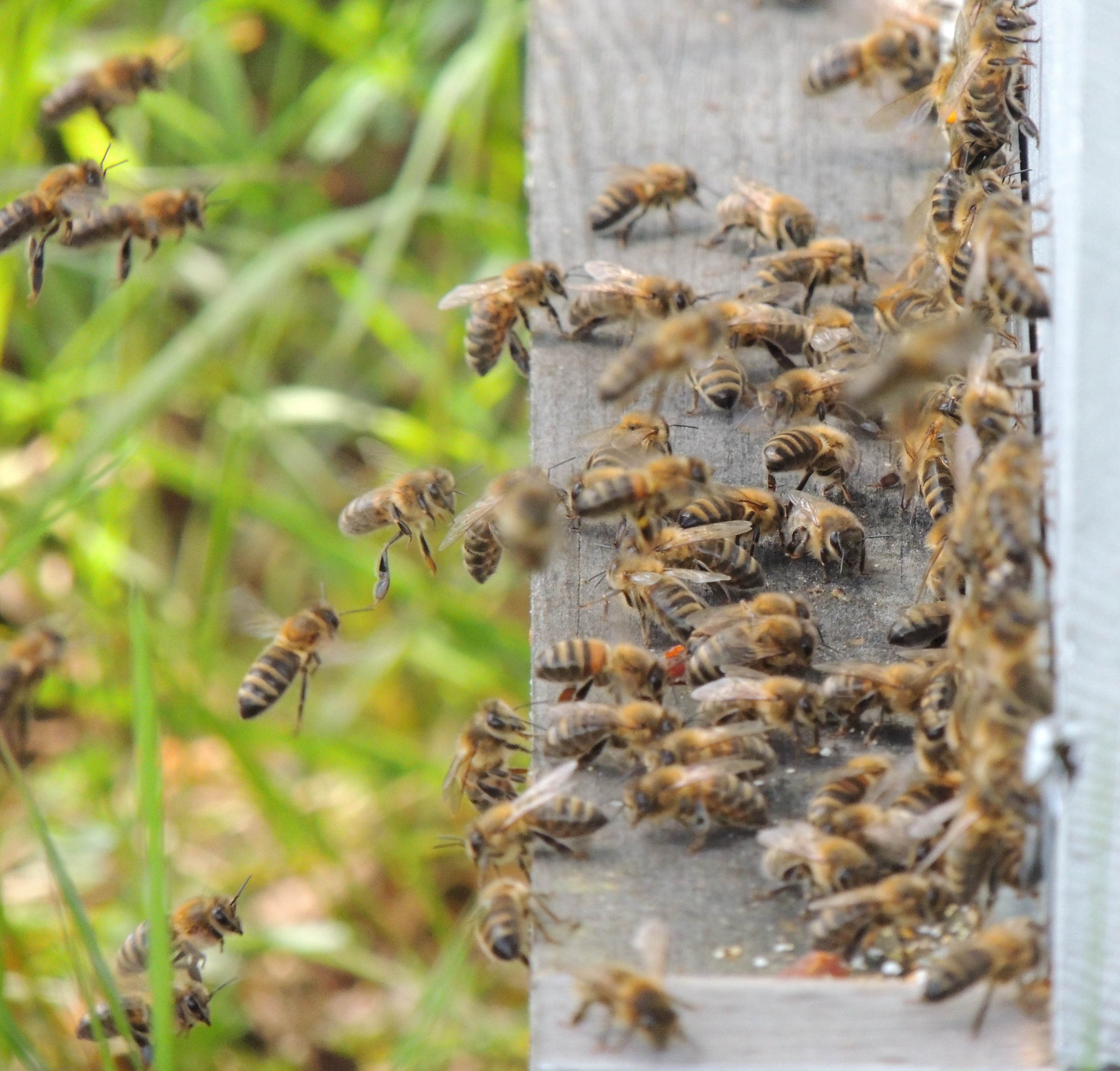 Abeilles