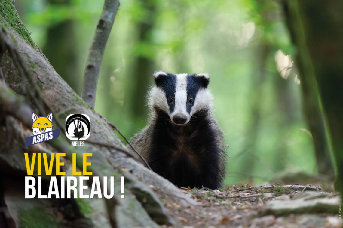 Exposition "Vive les blaireaux !" au Parc animalier