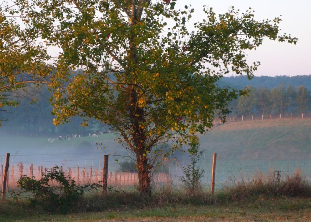 Alpagas du Quercy 12