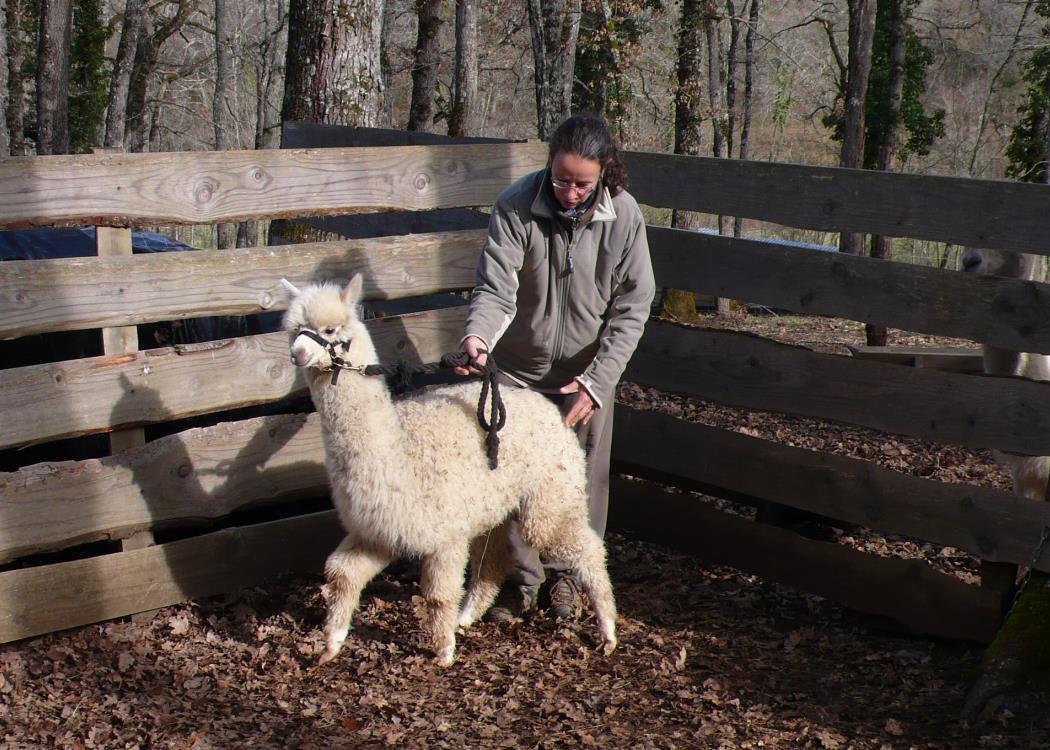 Alpagas du Quercy 15
