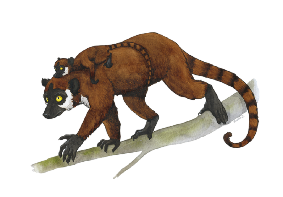 Graines de Moutards à Puyjourdes, sortie : On a perdu la tête des fossiles !