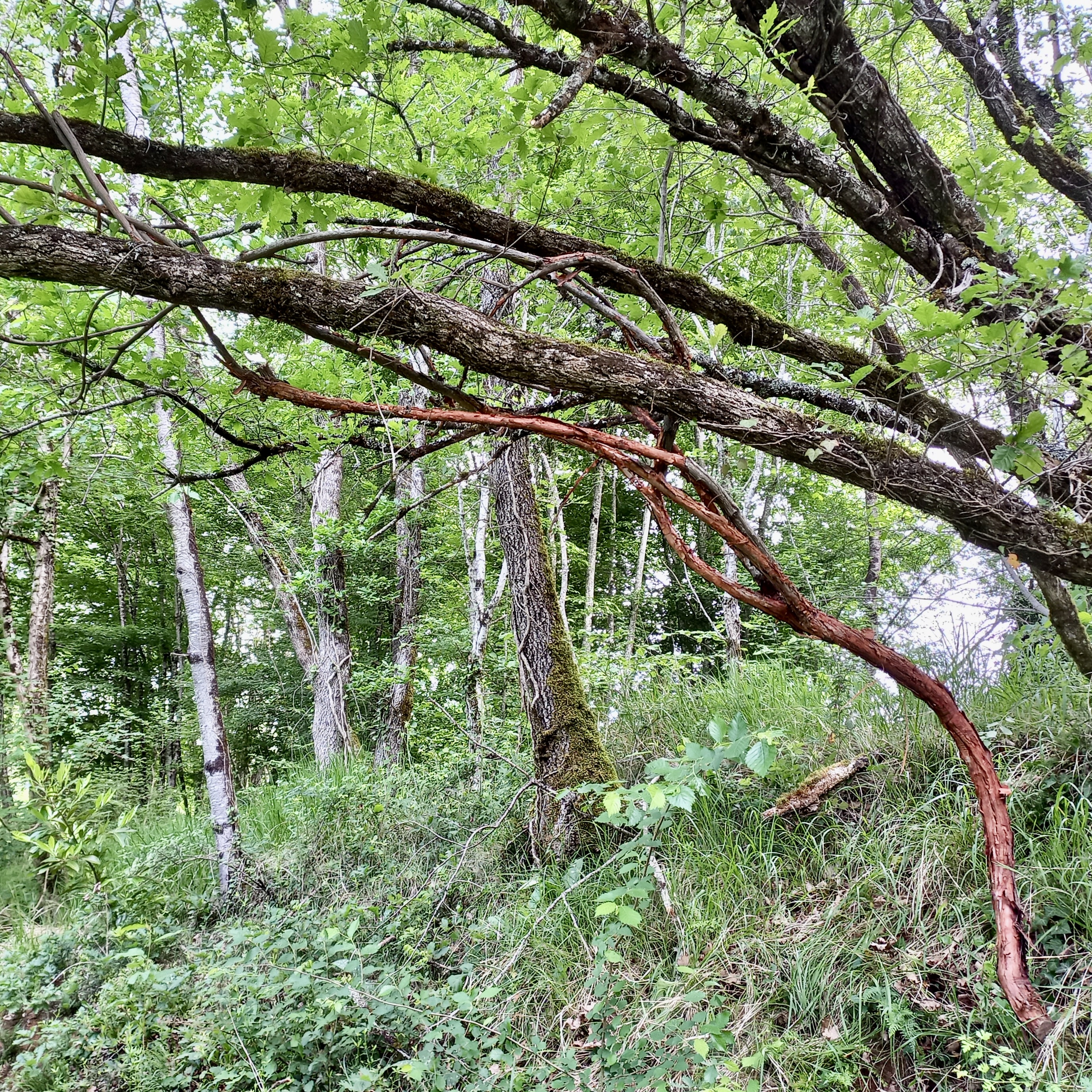 L'art dans la Nature, SculpTour 2025