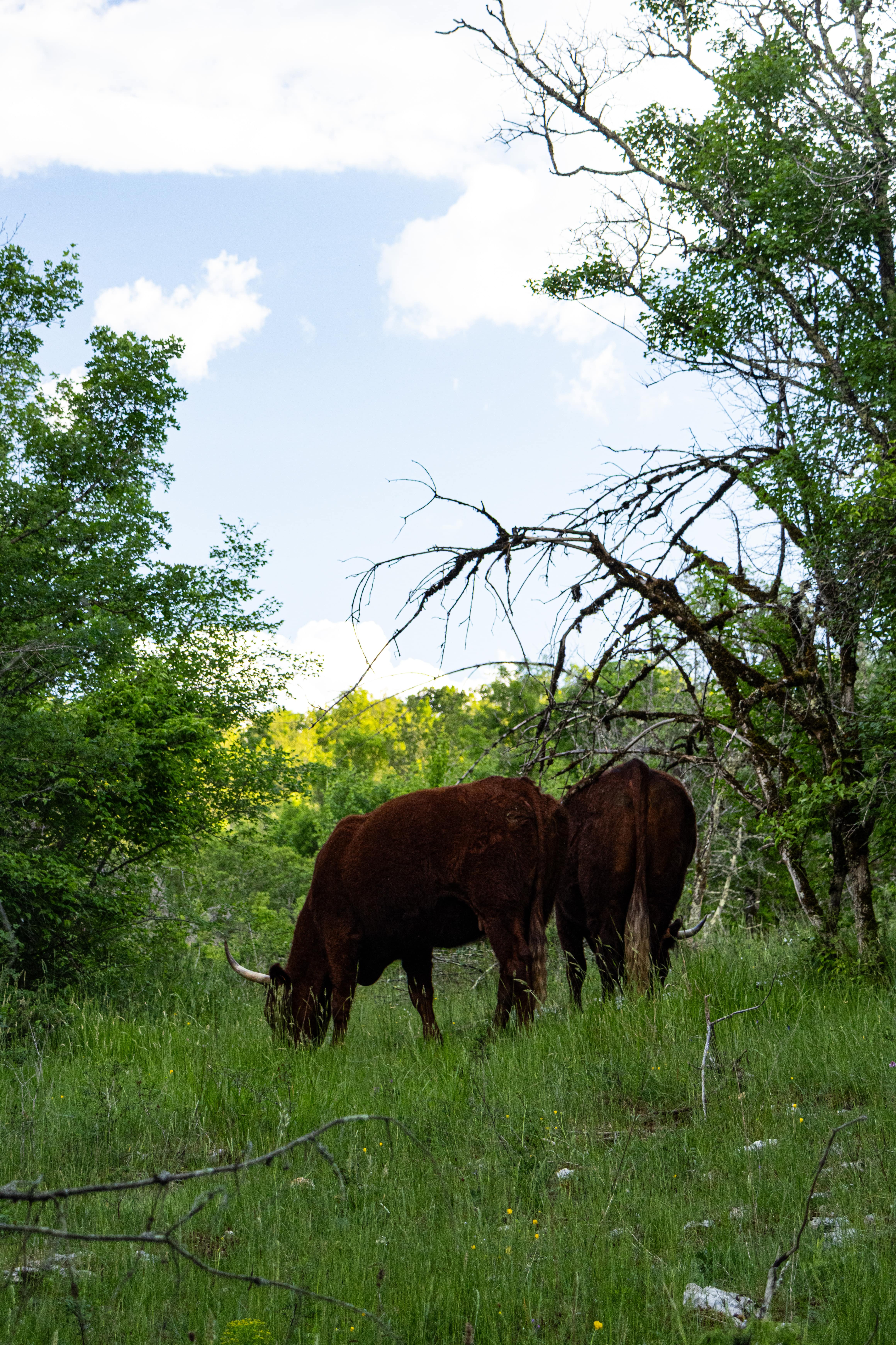 Le Safari de Saint-Cirq-Lapopie, Saint-Cirq-Lapopie - photo 17