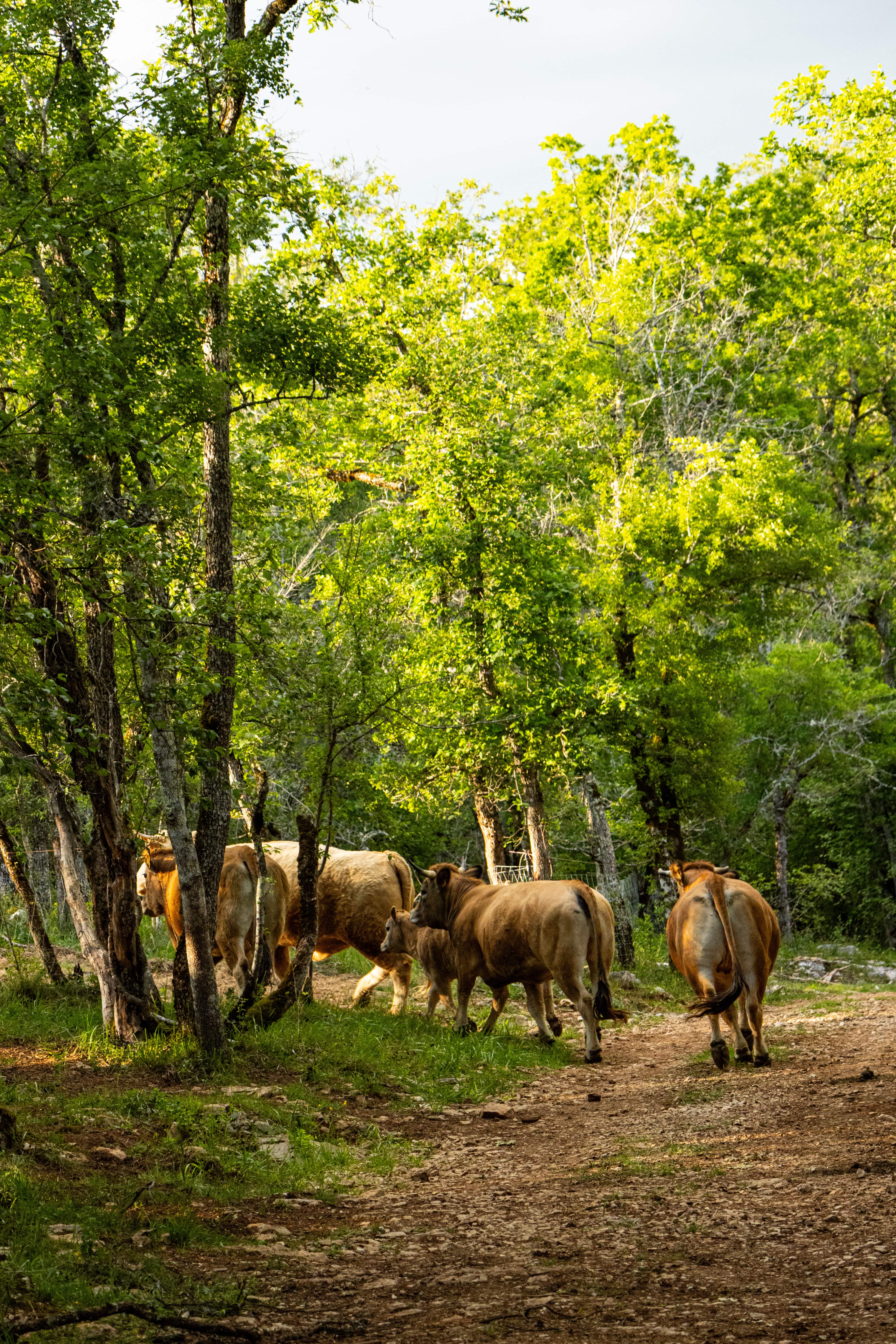 Le Safari de Saint-Cirq-Lapopie, Saint-Cirq-Lapopie - photo 21