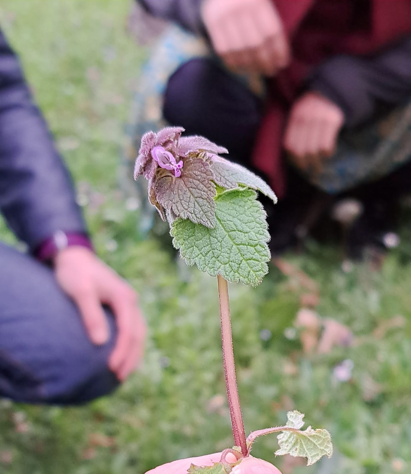 Balade plantes sauvages comestibles
