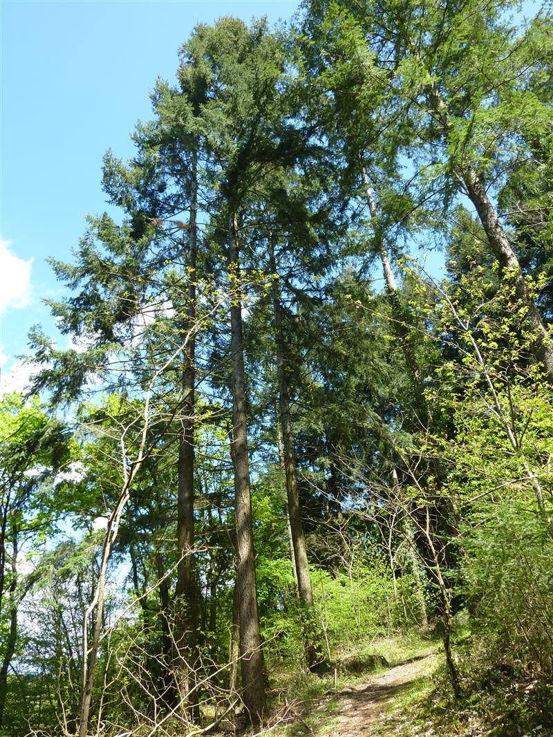 Biquinel - Forêt de pins_09 © Lot Tourisme - C. Sanchez