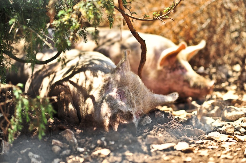 Ferme Pédagogique "La Borie d'Imbert", Rocamadour