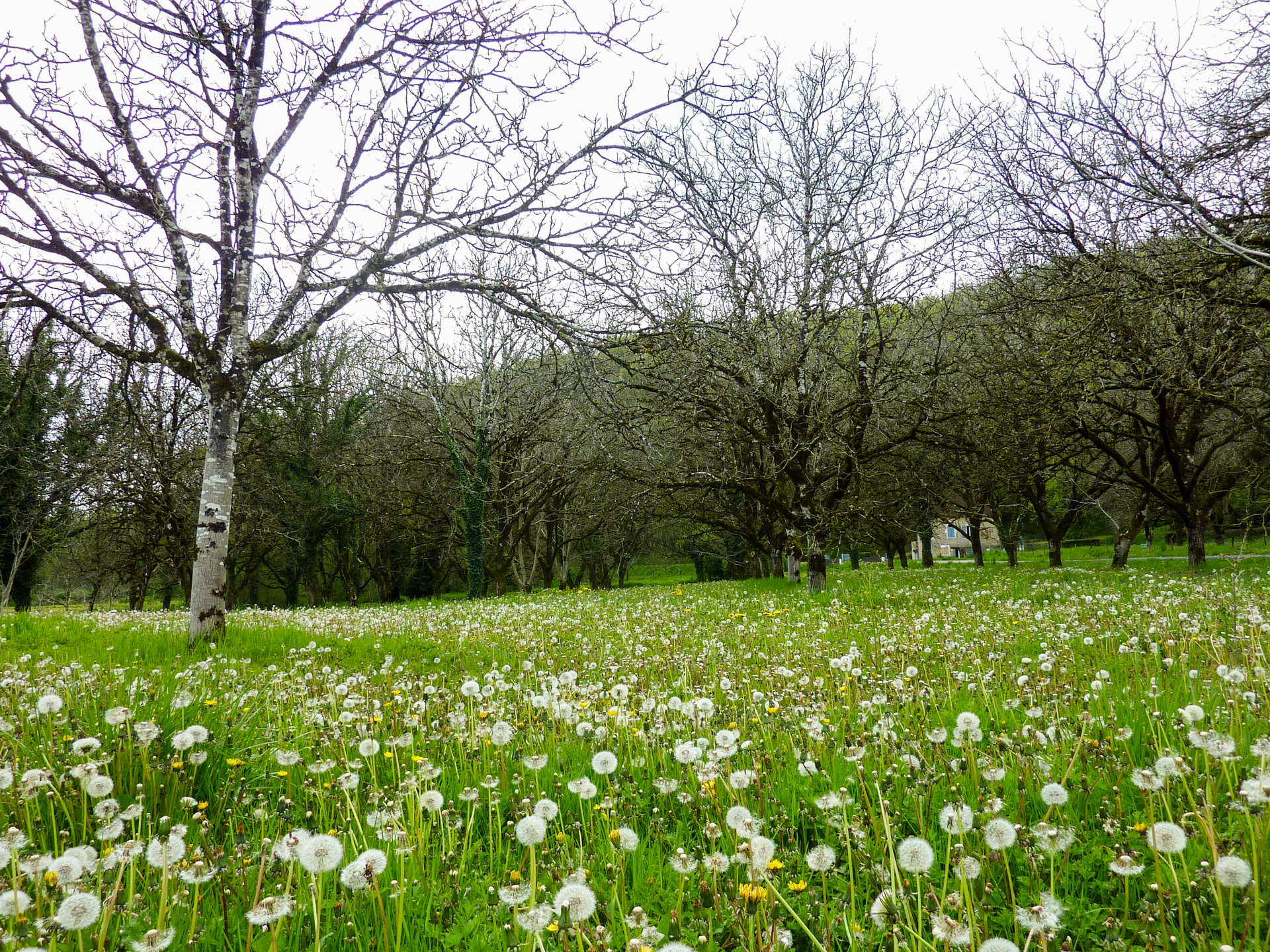 Boutière - Pissenlits © Lot Tourisme - C. Sanchez