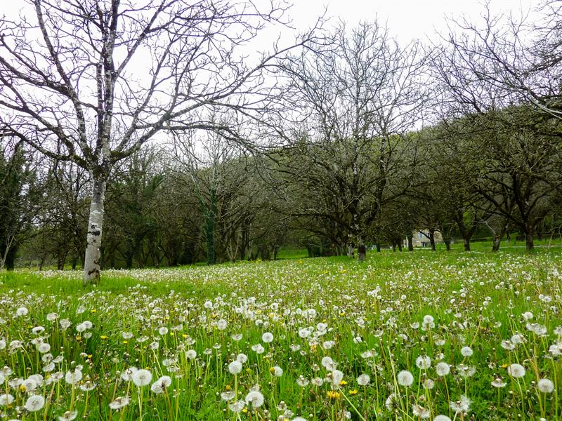 Boutière - Pissenlits © Lot Tourisme - C. Sanchez