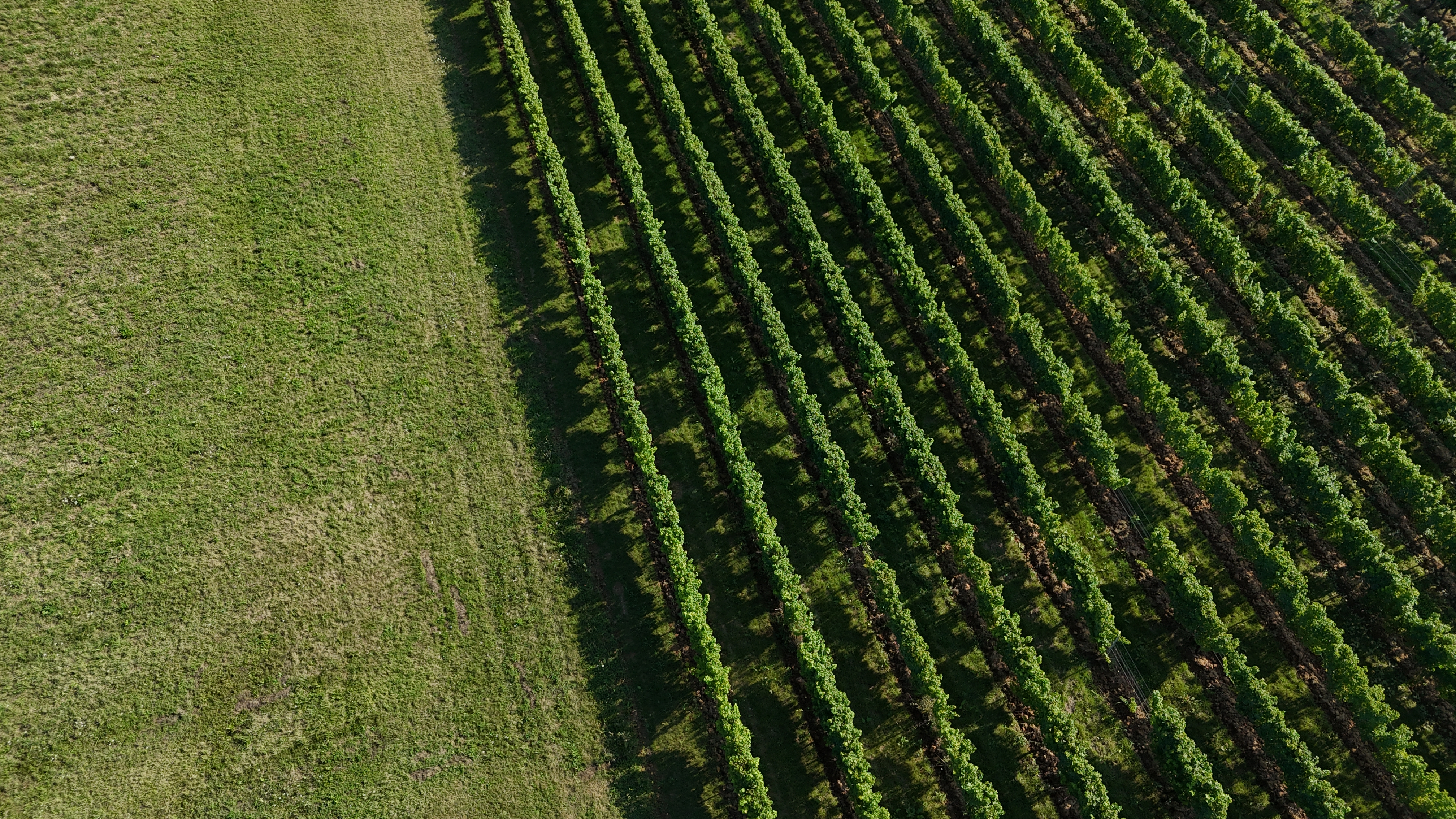 Clos d'Audhuy — photo 3