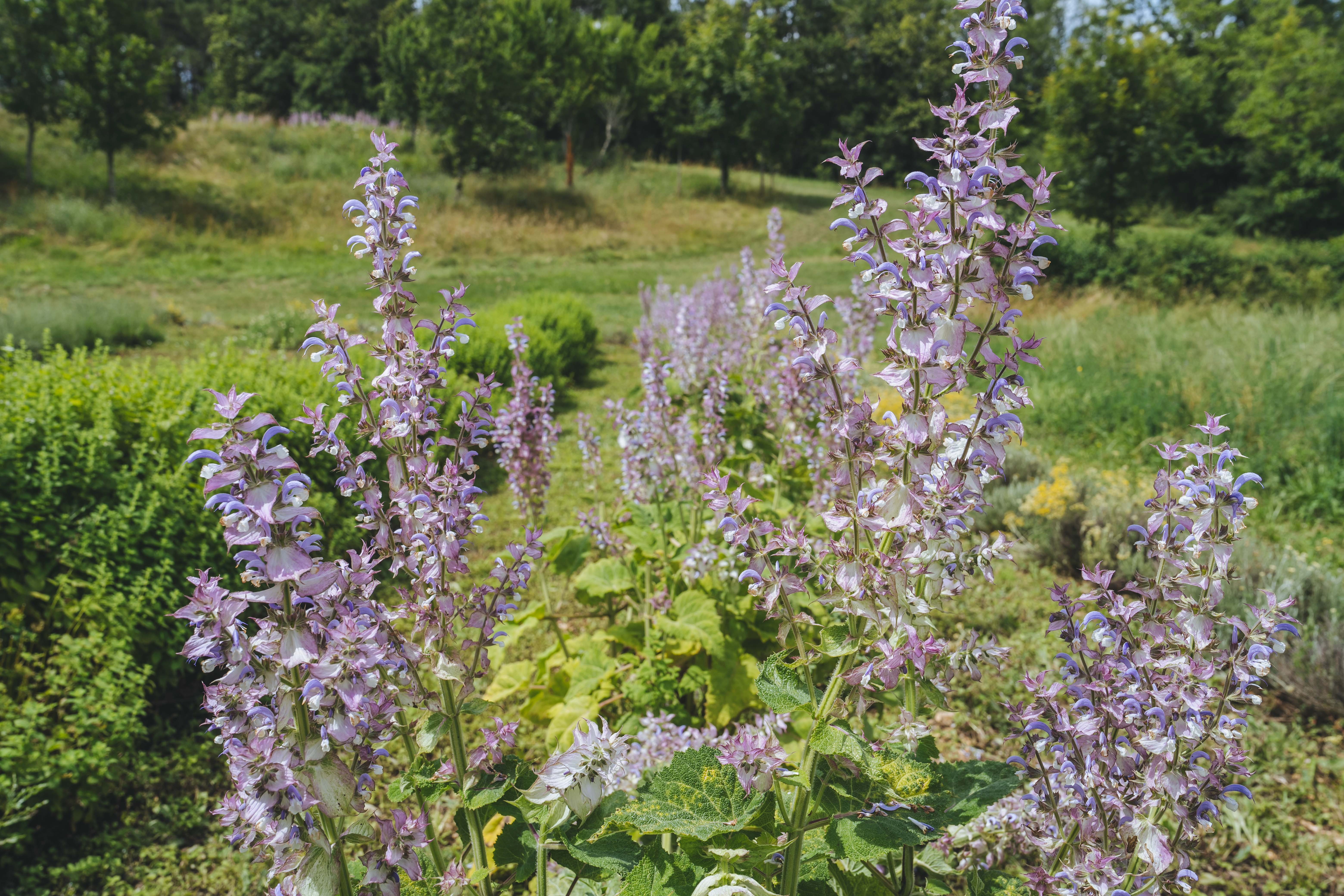 Les Producteurs en Herbes — photo 2