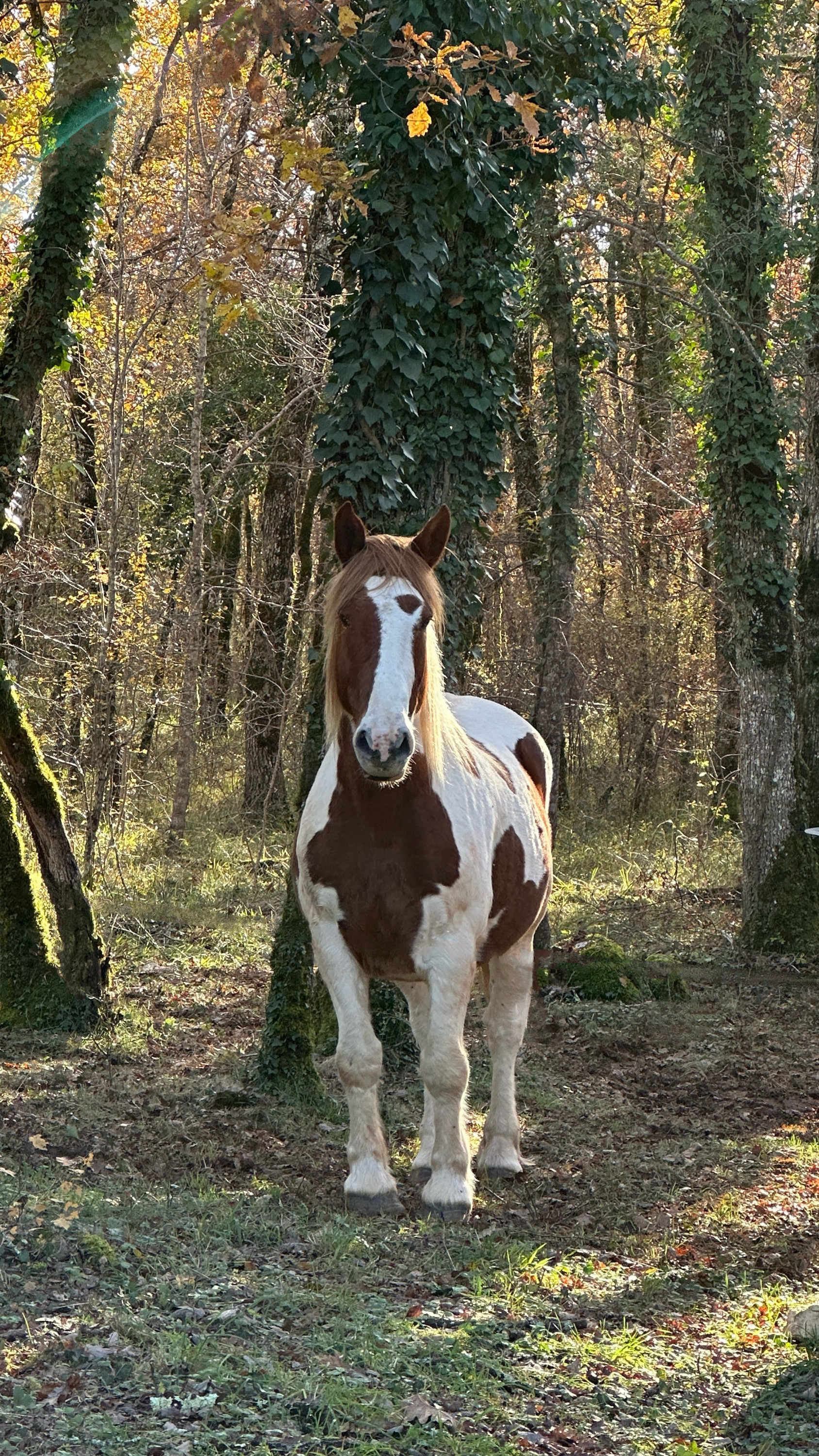 La Tour de Gaïa, Sénaillac-Lauzès - photo 7