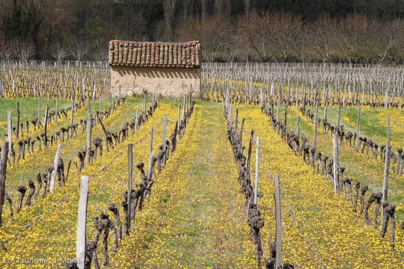 Cabane de vignes