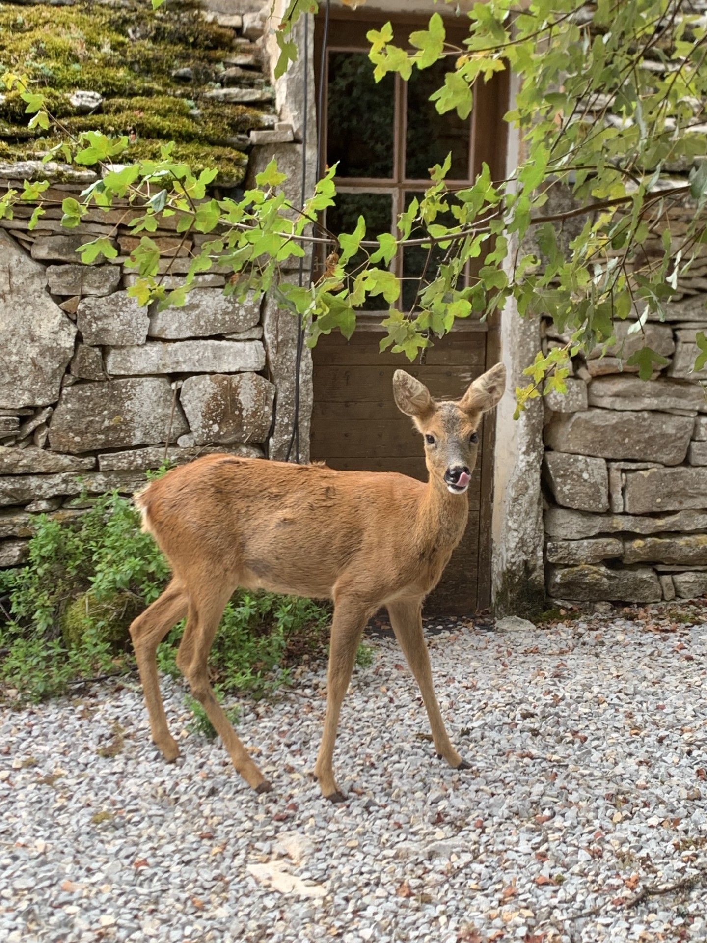 Domaine du Mas De Tourel - Notre cabane, Livernon - photo 12
