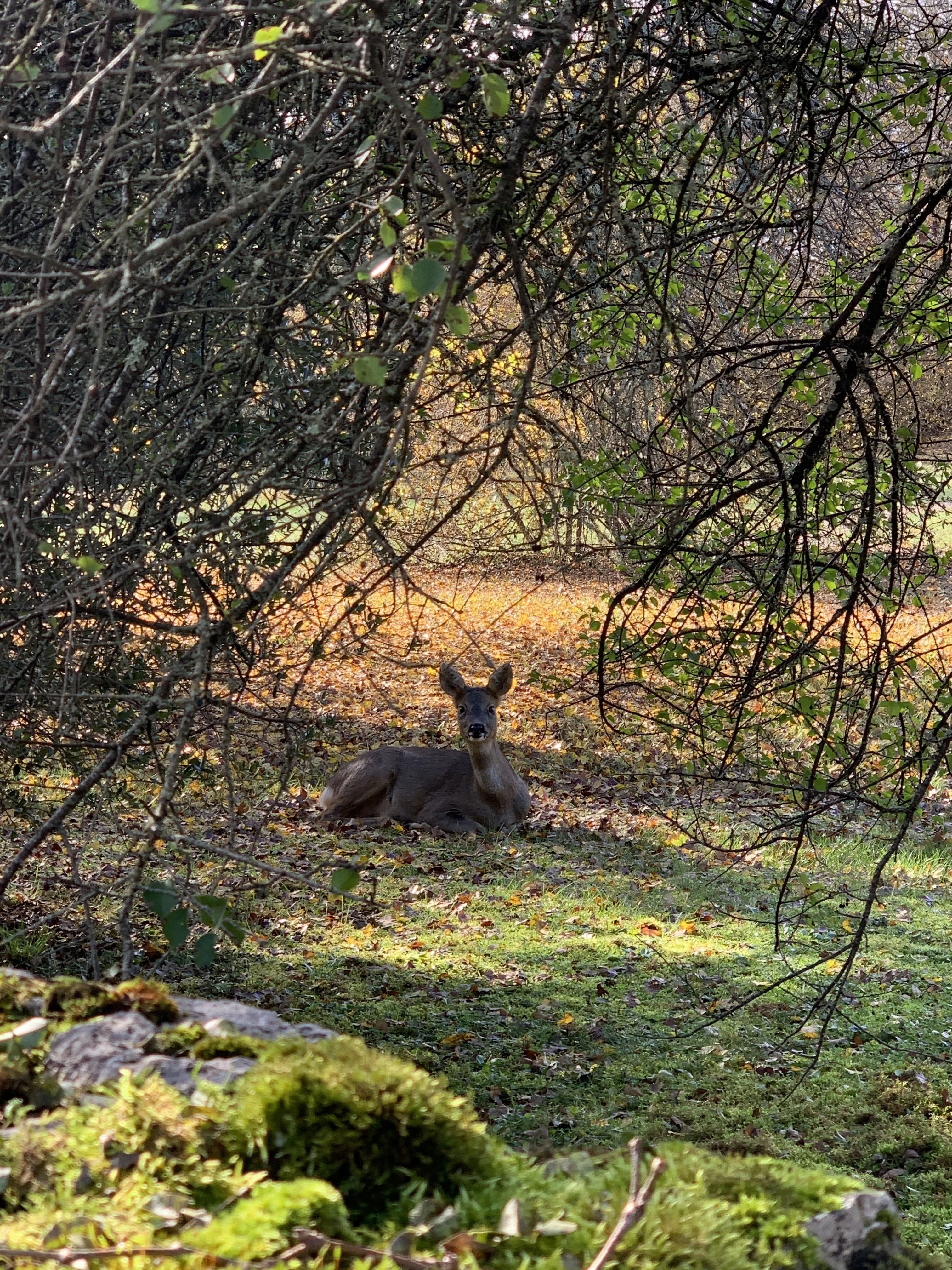 Domaine du Mas De Tourel - La Cazelle, Livernon - photo 18