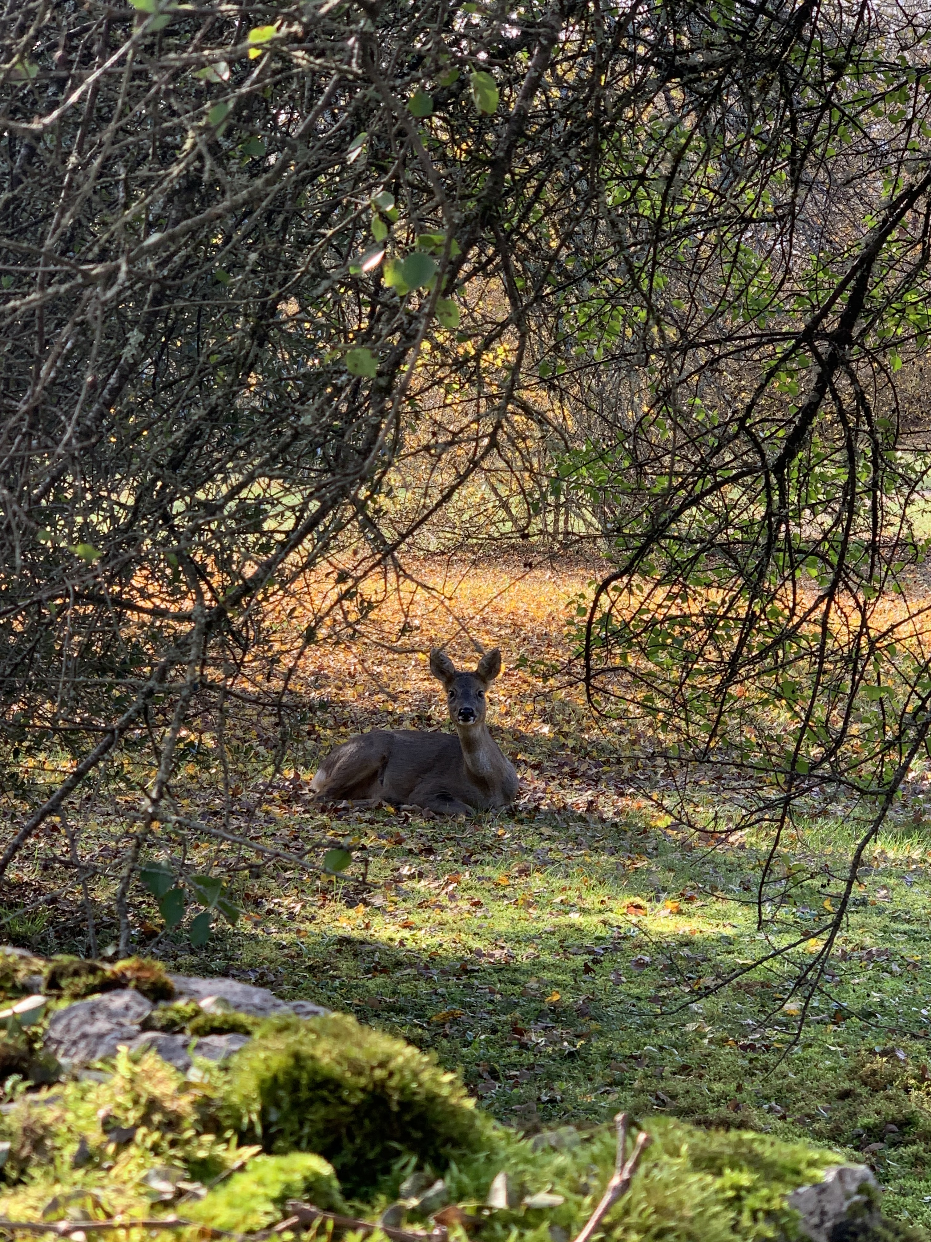 Le Mas de Tourel - Le Fournil, Livernon - photo 10