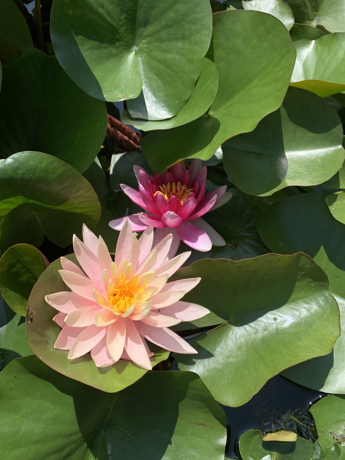 Le Mas De Tourel - Notre lodge, Livernon - photo 5