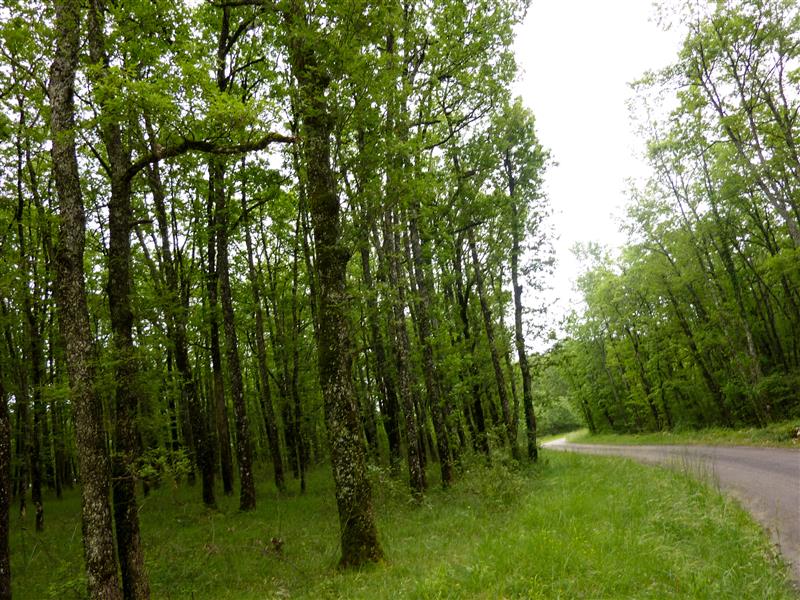 Camp del Bos - bois de chênes_10 © Lot Tourisme - C. Sanchez