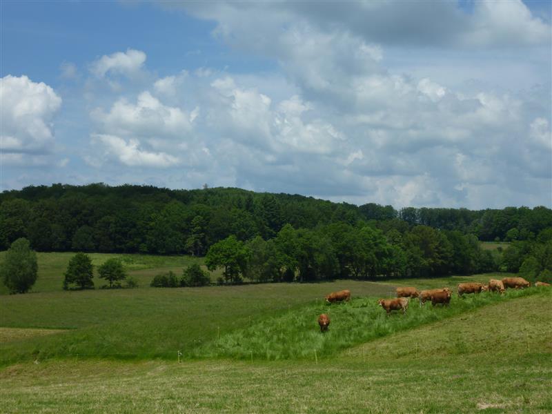 Cantagrel - Vaches du Ségala_20 © Lot Tourisme - C. Sanchez