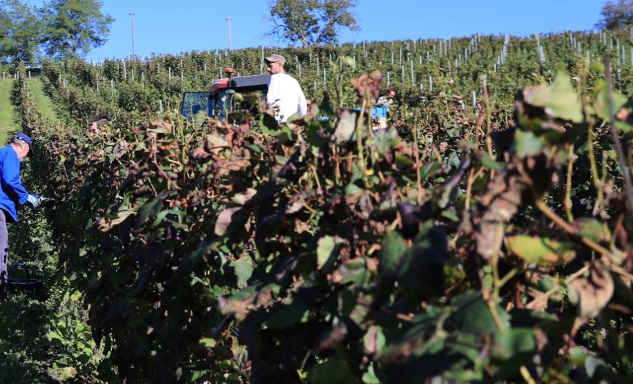 Visites du vignoble de la Vinadie