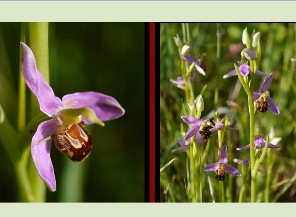 Balade des orchidées