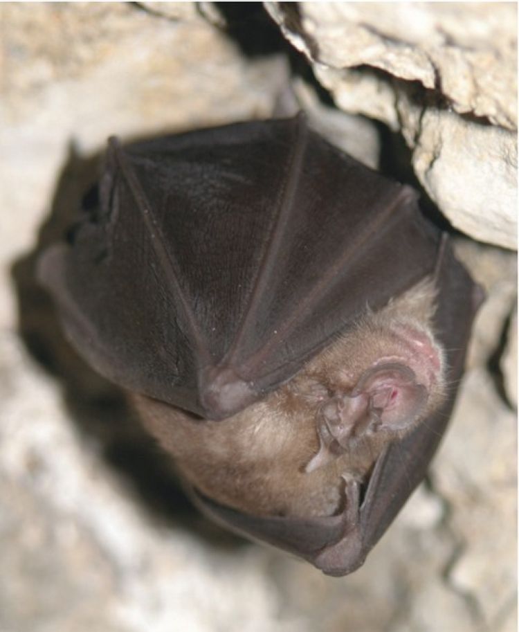 La nuit de la chauve-souris au Château d’Assier