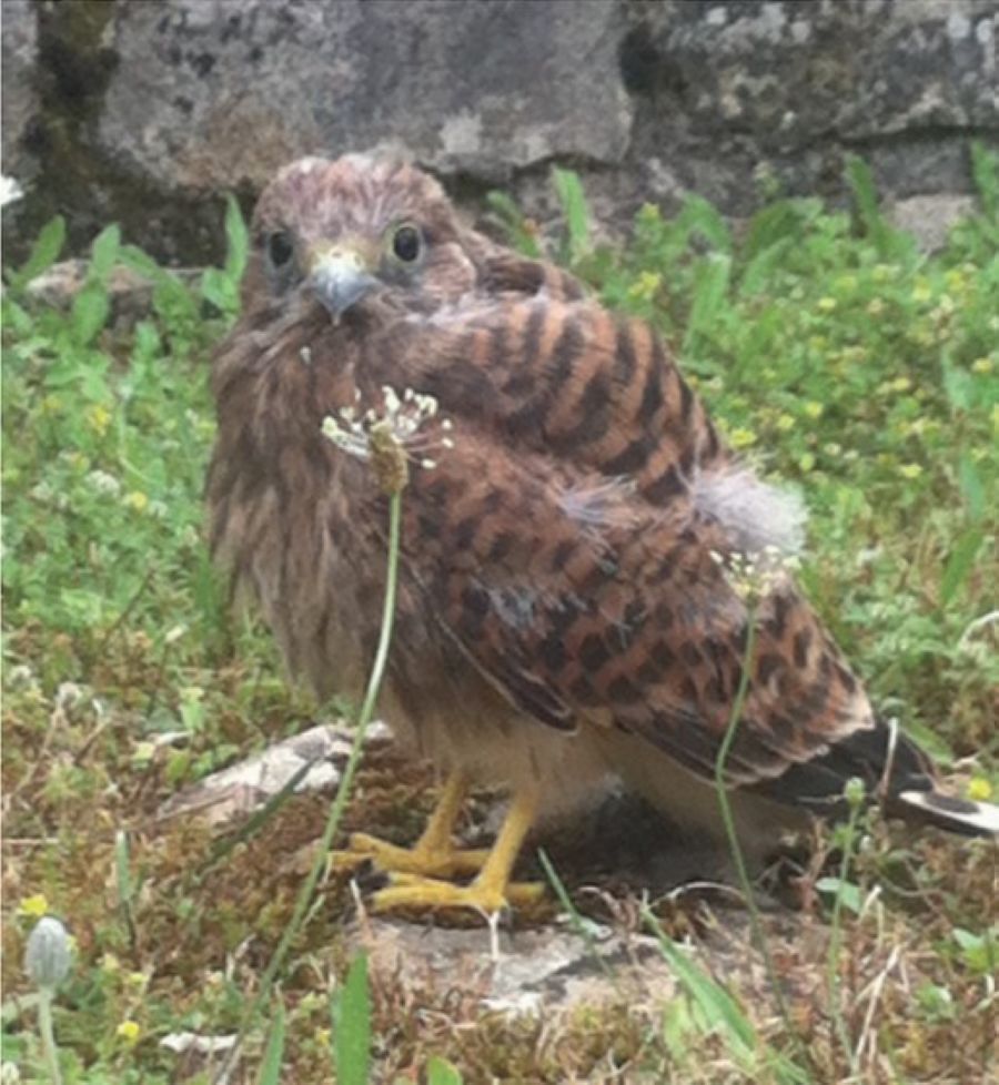 Nids de pâques au Château d’Assier