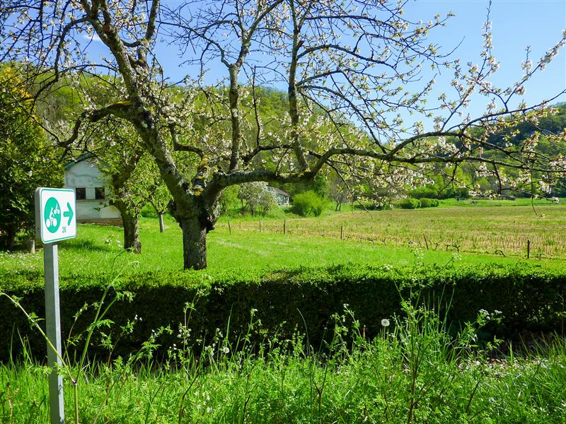 Cénevrière - Ceriser en fleur © Lot Tourisme - C. Sanchez