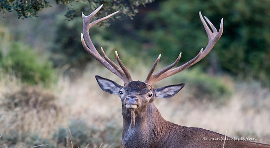 Sortie nature : le brame du cerf