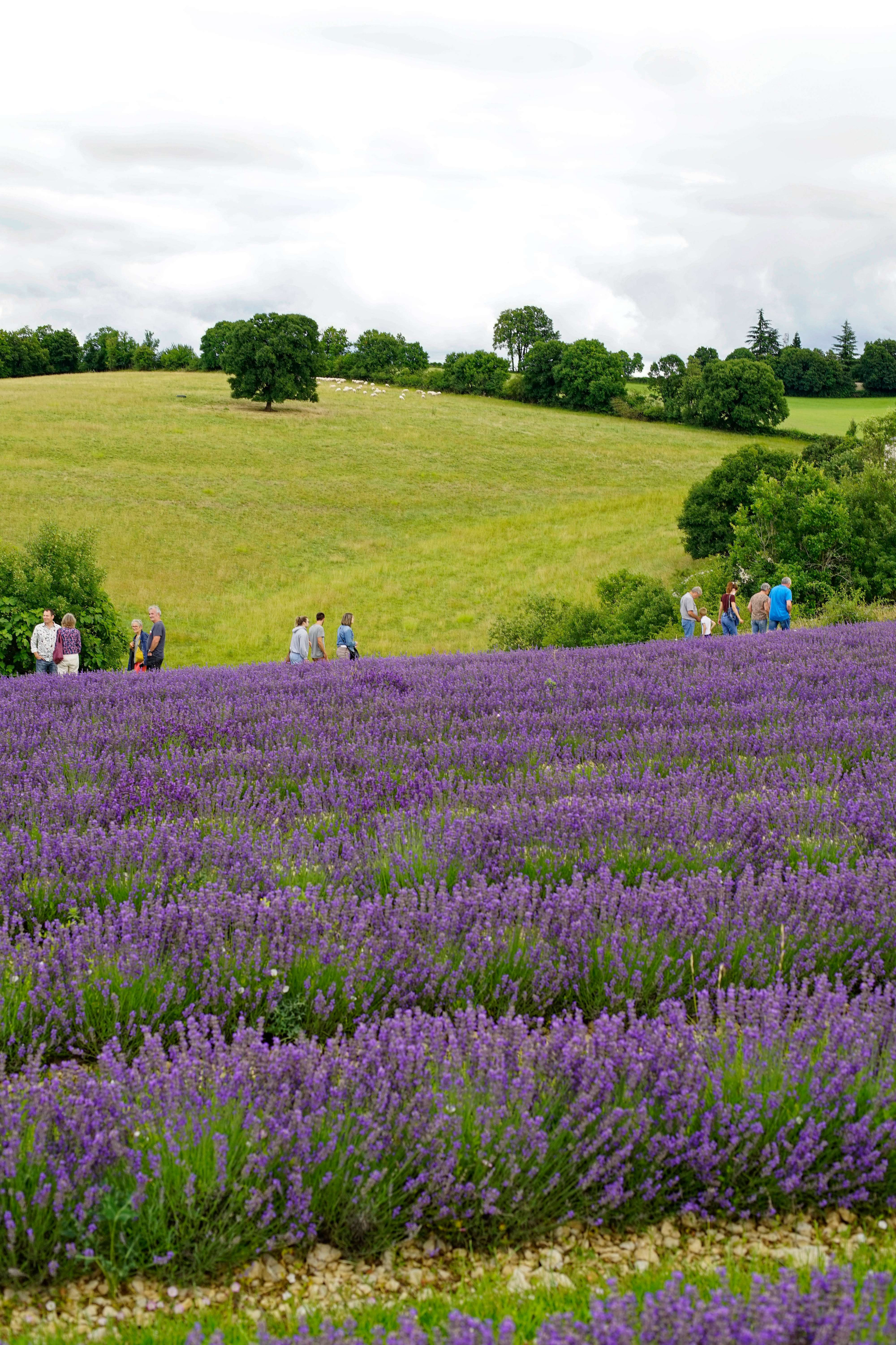 Champ de lavande à Soulomès