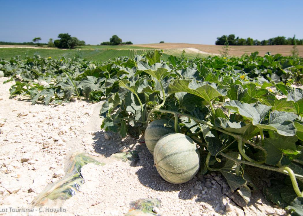 Champ de melons du Quercy à Flaugnac