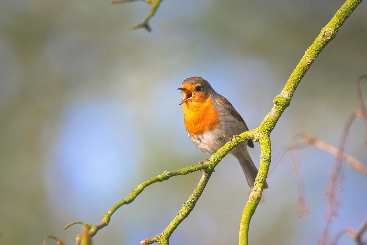 Atelier-petit-déj : "Chants d'oiseaux" au Jardin Bourian