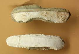 Les lundis de La Chapelle-aux-Saints - conférences scientifiques