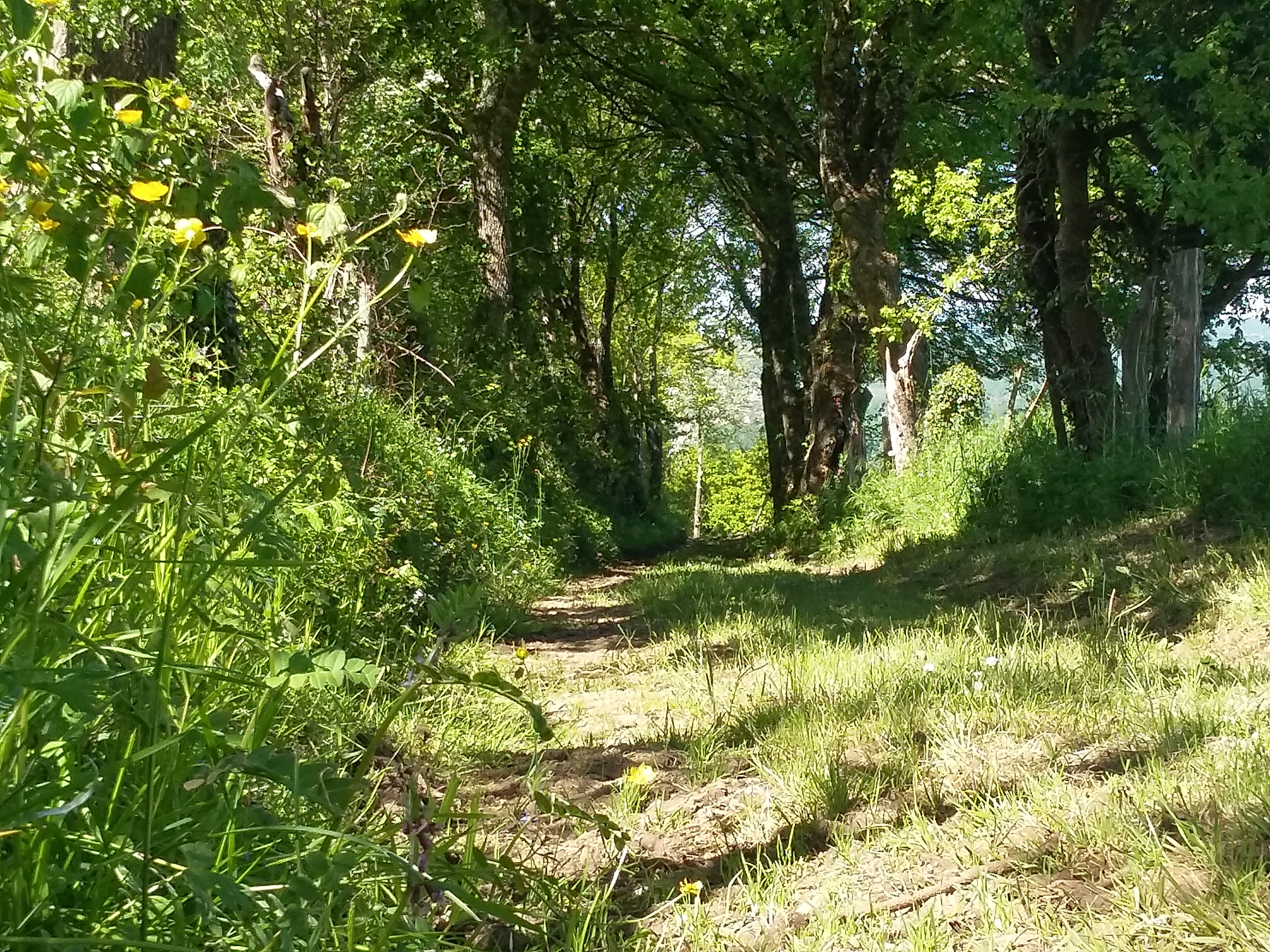 Sous les Soleils de Lurçat, Saint-Céré - photo 3