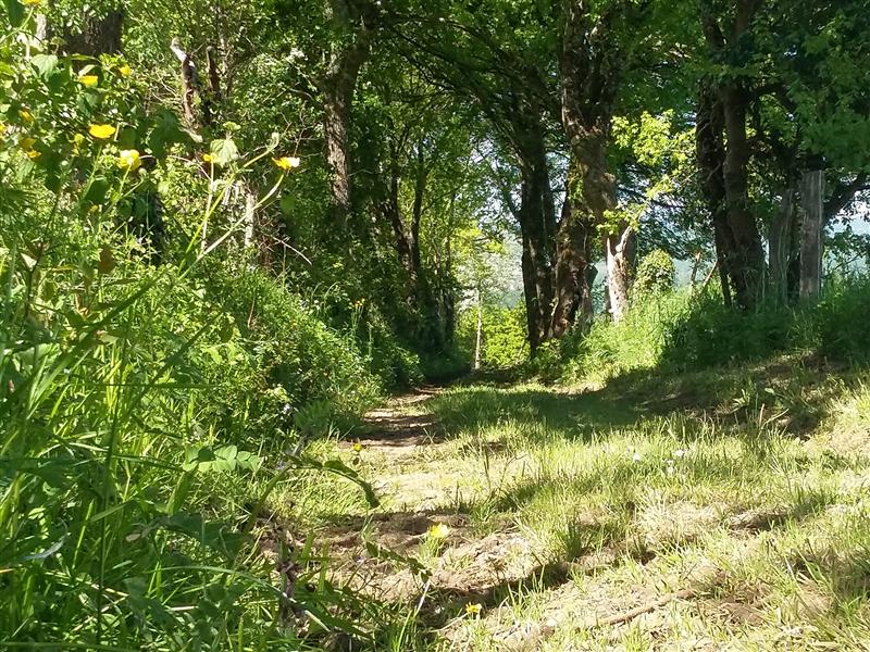 Chemin en sous bois_© Lot Tourisme - A. Leconte