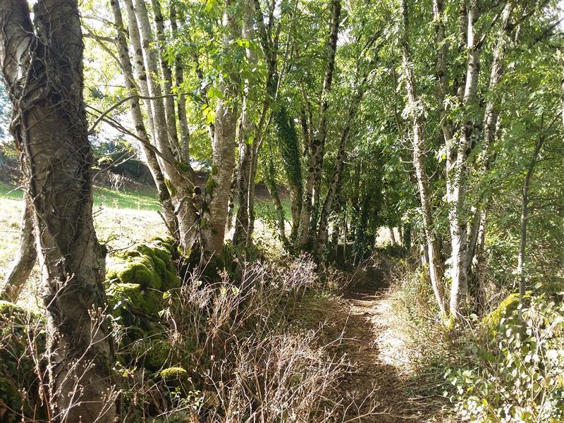 Chemin en sous-bois - circuit le chemin aux deux visages_20 © Lot Tourisme - A. Leconte