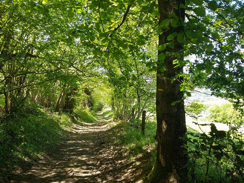 Chemin en sous bois_12 © Lot Tourisme - A. Leconte
