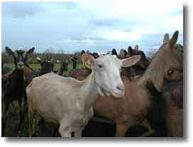 Ferme du Mas de Raounel — photo 2