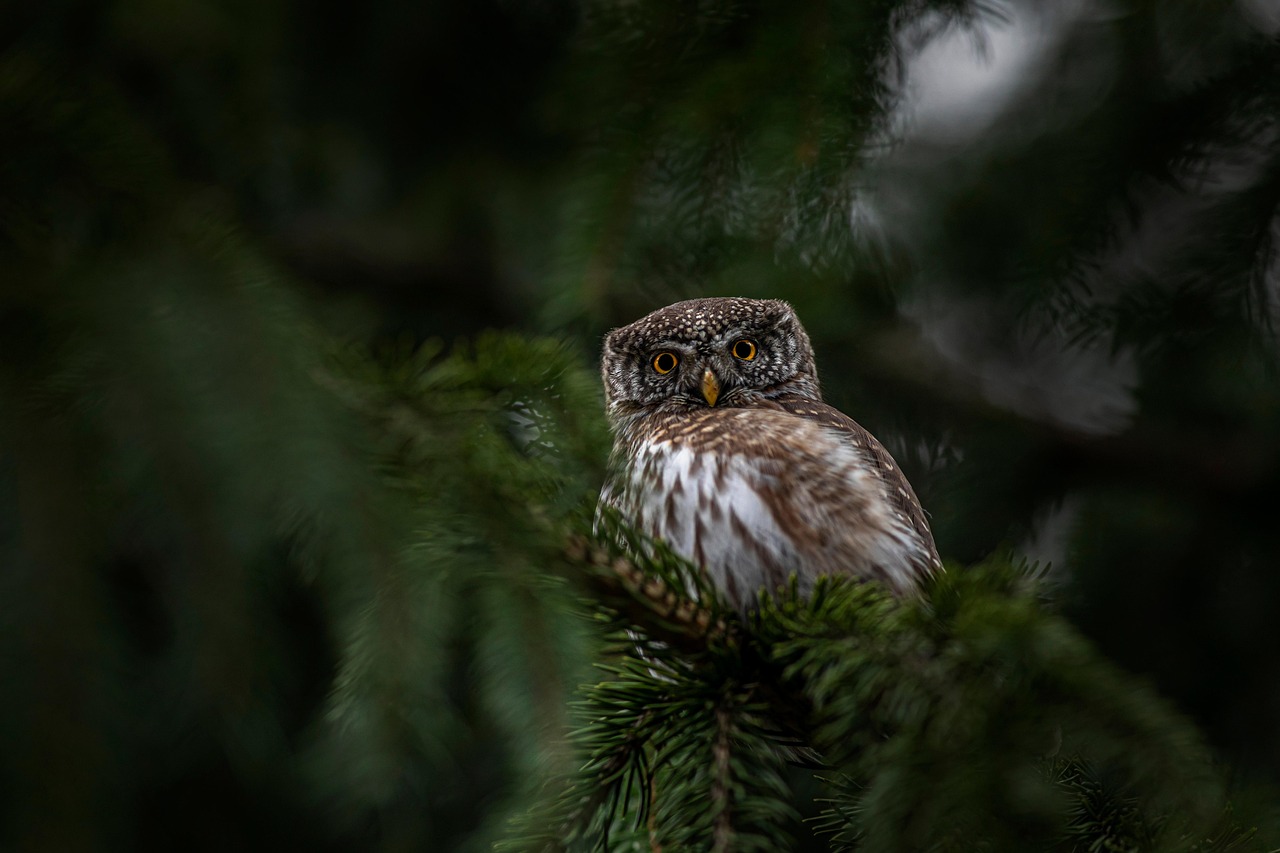 Les "Rendez-vous Nature" en famille : "Veillée et balade crépusculaire" au Jardin Bourian