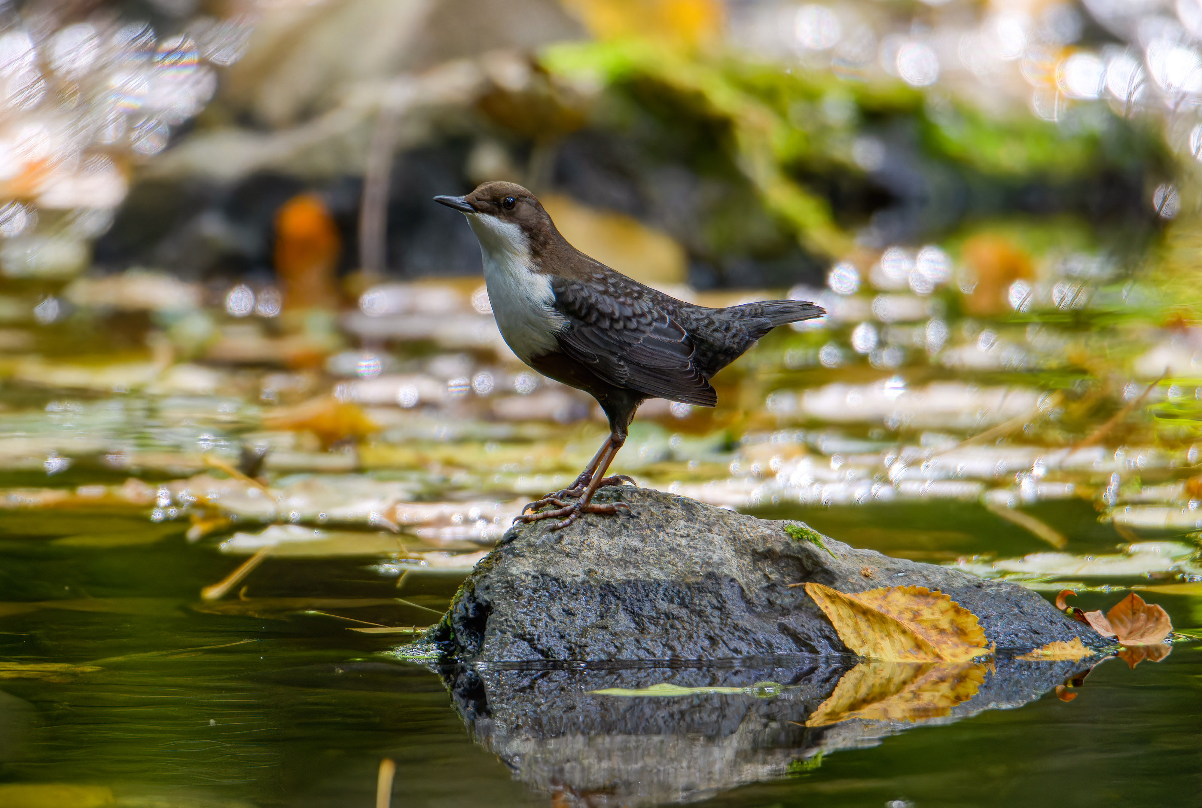 Les mystère de l’eau et du vivant de la vallée du Célé
Fête de l’eau - Célé’té !
